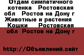 Отдам симпатичного котенка - Ростовская обл., Ростов-на-Дону г. Животные и растения » Кошки   . Ростовская обл.,Ростов-на-Дону г.